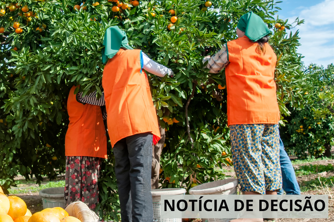 trabalhadoras colhem laranjas no pé